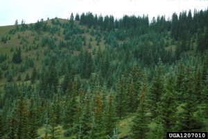 Picture of mountain stand of Englemann Spruce