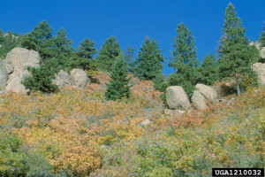 Picture of Ponderosa Pine