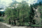 Picture of Narrowleaf Cottonwood