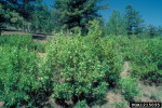Picture of Caragana Shrub