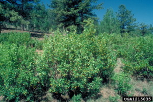 Picture of Caragana Shrub