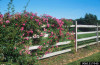 Picture of Wild Rose in Bloom