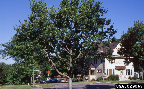 Picture of Hackberry Tree