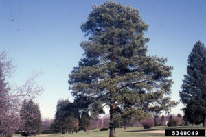 Picture of Scotch Pine