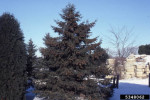 Picture of White Spruce - close relative of Black Hills Spruce