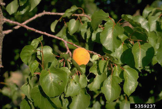 Picture of Manchurian Apricot