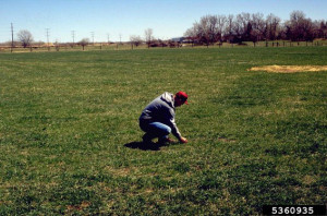 Picture of pasture inspection