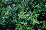 Picture of Sumac foliage