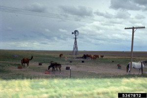 Horses on plains pasture