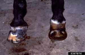 Picture of Horse Hooves - Nutrient Toxicity