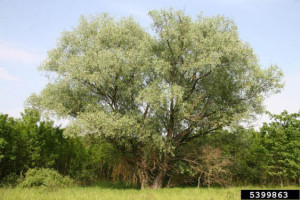 Picture of related white willow