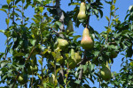 Picture of Bartlett Pear foliage and fruit