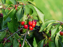 Picture of Bing Cherry Fruit and Foliage