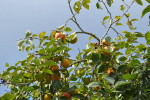 Picture of Elberta Peach Foliage and Fruit