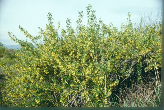 Picture of Golden Currant