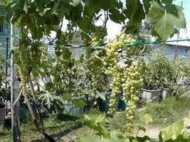 Picture of Himrod grape
