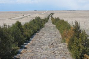 Picture of Living Snow Fence