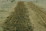 Picture of roto-till prepped row