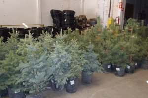 Picture of potted trees and drip irrigation supplies from annual tree program.