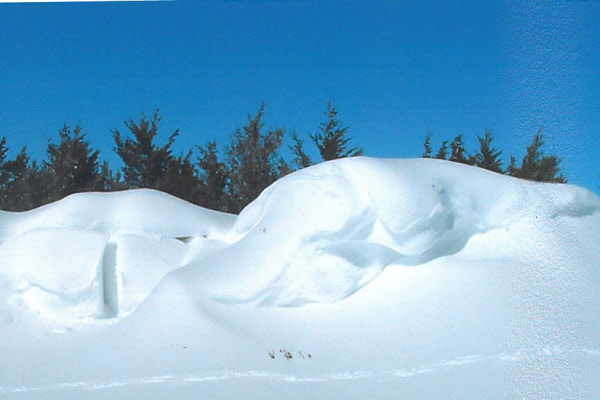Picture of snow drift captured by living snow fence