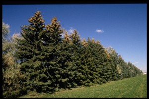 Picture of Colorado Blue Spruce windrow