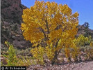 Picture of Fremont Cottonwood