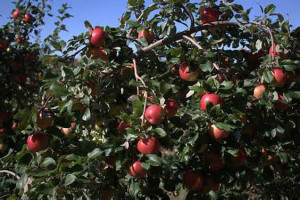 Picture of Fruit and Foliage of Honeycrisp Apple