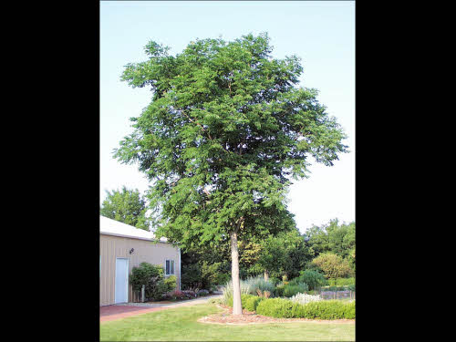 Picture of Kentucky Coffee Tree