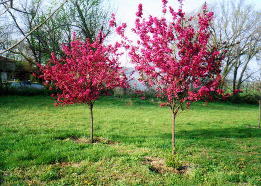 Picture of Prairie Fire Crabapple
