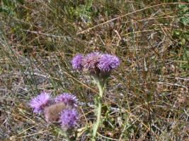 Picture of Canada Thistle