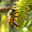 Picture of Bee
