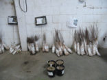 Picture of Favorite Bare Root Stock for our area.
