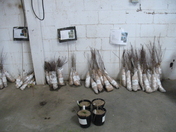 Picture of Favorite Bare Root Stock for our area.