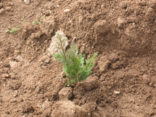 Picture of newly planted Rocky Mountain Juniper