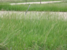 Picture of Smooth Brome