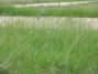 Picture of Smooth Brome