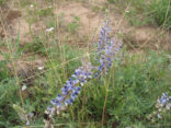 Picture of Lupine