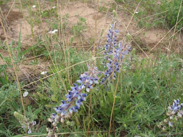 Picture of Lupine