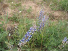 Picture of Lupine in June