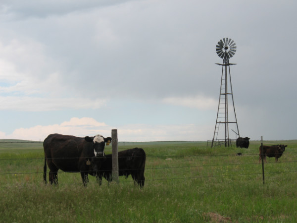 Picture of cattle and windmill