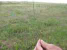 Picture of blade of Western Wheat Grass
