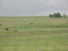 Picture of pasture & cattle