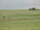 Picture of pasture & cattle