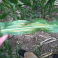 Picture of pathogens on corn