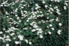 Picture of Field Bindweed