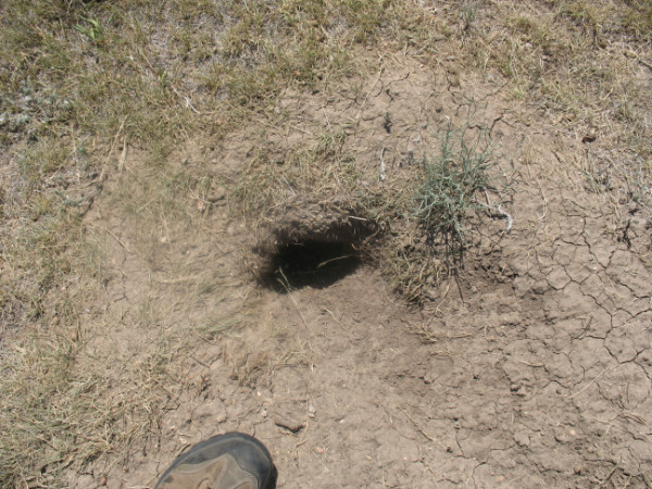 Picture of newer, active burrow
