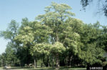 Northern Catalpa tree in summer